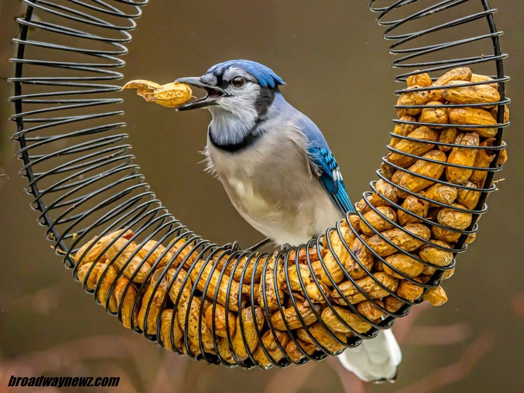 best bird feeders