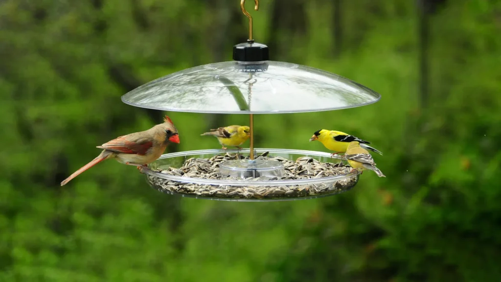 best bird feeders for winter