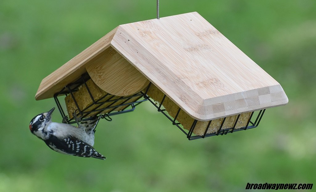 best bird feeders