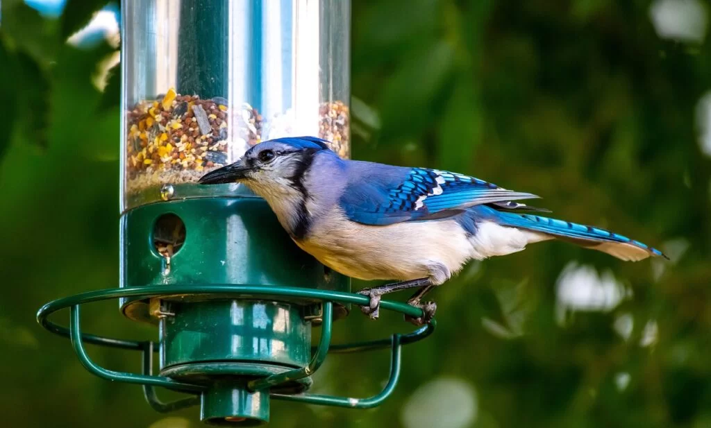 best bird feeders for florida