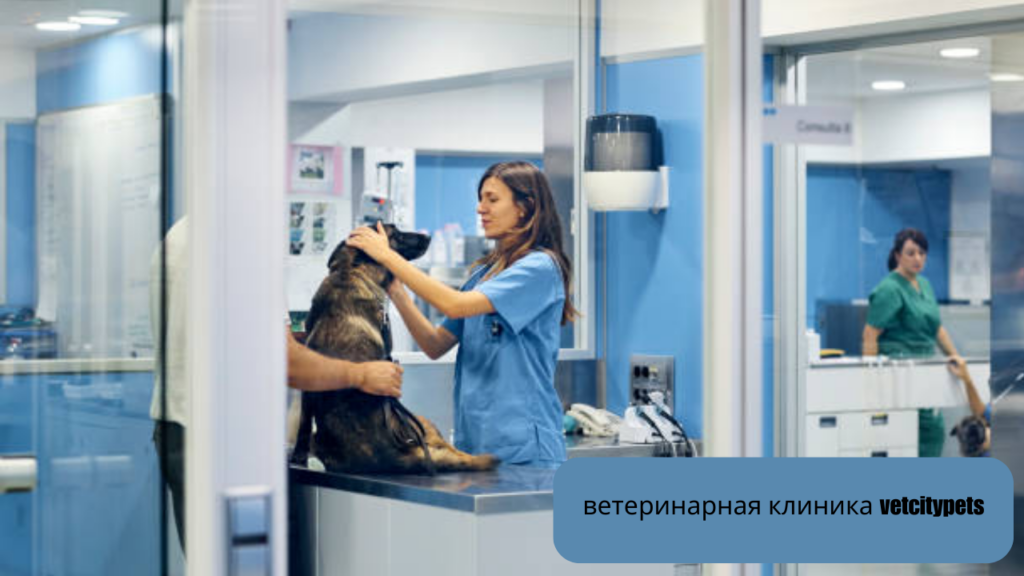 ветеринарная клиника vetcitypets